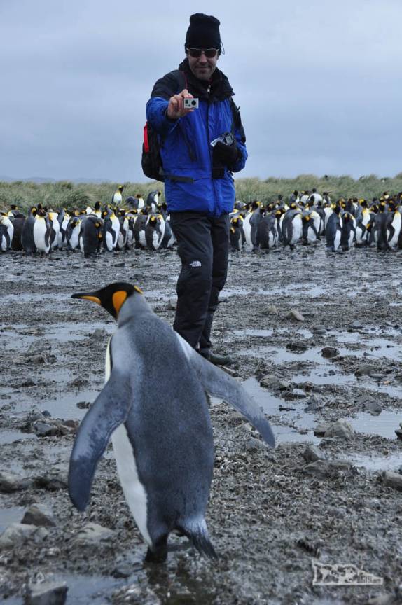 Filmando um pinguim rei em Salisbury Plain, na Geórgia do Sul